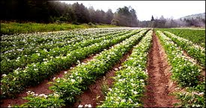 بررسی عنصر بور در تغذیه گیاهی و کاربرد ترکیبات آن در کشاورزی بعنوان کود و سم