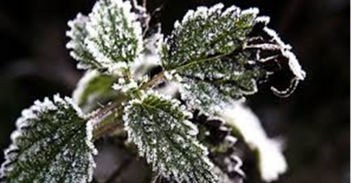 خسارت تنش سرما بر فرآیند رشد گیاهان