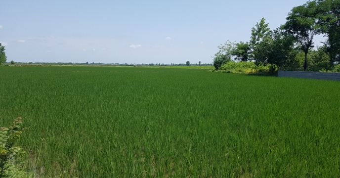 تائید سطح سبز مزارع تولید بذر برنج