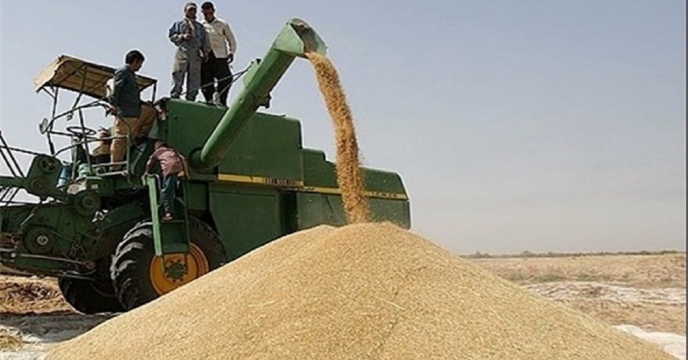 افزایش 10 درصدی خرید گندم در استان قزوین