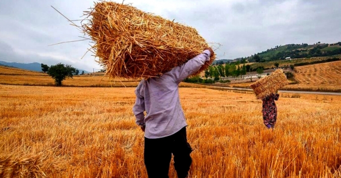 توزیع بیش از 420 تن کود کشاورزی؛ حمایت ویژه از کشاورزان گندم کار شهرستان آوج