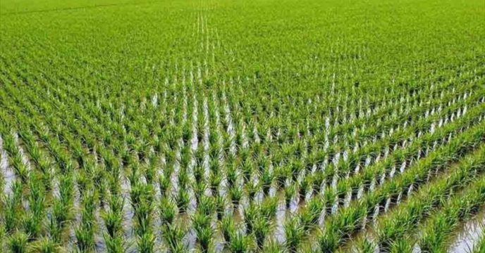 توزیع کود های کشاورزی بین برنج کاران  گلستان