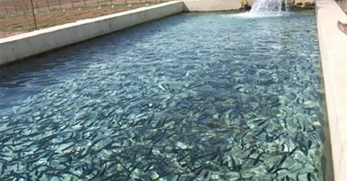 پیش بینی تولید ۲۰ هزار تن ماهی گرمابی در گلستان