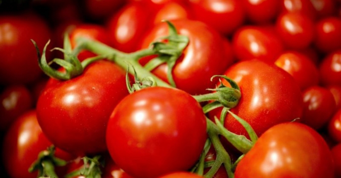 توزیع کود های کشاورزی برای کشت بیش از 5 هزار هکتار گوجه در گلستان