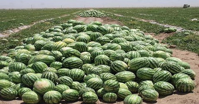پیش بینی تولید بیش از ۴ هزار تن هندوانه در بیرجند
