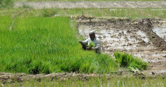شهرستان چرداول قطب اول برنجکاری استان ایلام است 