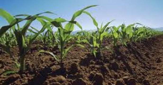 استان ایلام رتبه دوم کیفیت گندم تولیدی در سال زراعی جاری را کسب کرد