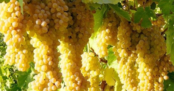 ۴۲۰ هزار تن تولید انگور در استان همدان