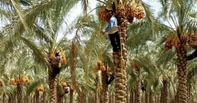 ۱۶۴ هزار تن محصول از نخل‌های استان بوشهر برداشت شد