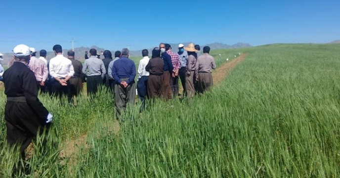 تولید ۹ رقم گندم در کردستان/ اجرای برنامه خوداتکایی بذر در کردستان