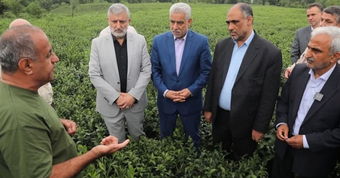 بازدید وزیر جهاد کشاورزی از باغات چای و کارخانه چایسازی در لاهیجان