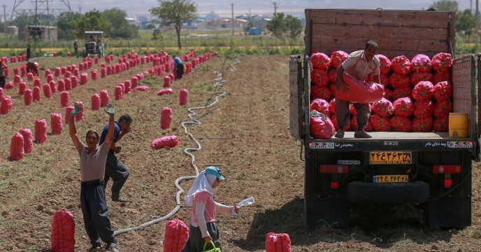 توزیع بیش از ۹۸۰۰ تن کود کشاورزی در شهرستان بهار استان همدان؛ پشتیبانی هدفمند از قطب تولید سیب‌زمینی کشور