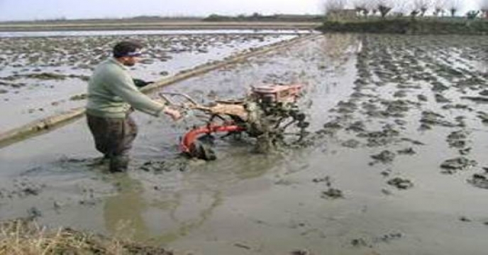 برنامه تولید و تدارک 700 تن بذر شلتوک برنج در استان مازندران