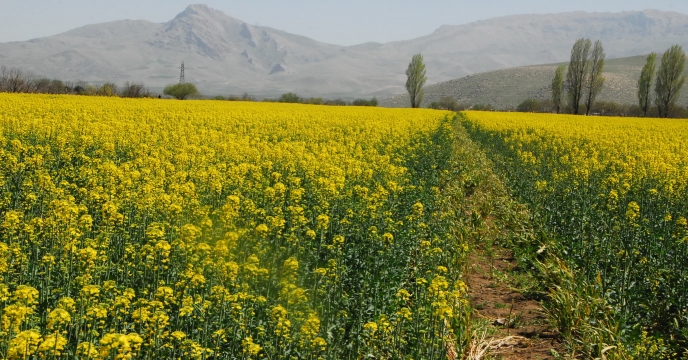 انتقال دانش فنی اصلاح ژنتیک بذور کلزای هیبرید زمستانه