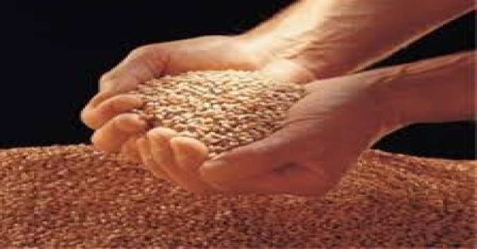 بیش از 400 هزار تن بذر گواهی شده تولید شد/ افزایش 8 درصدی تولید گندم در کشور