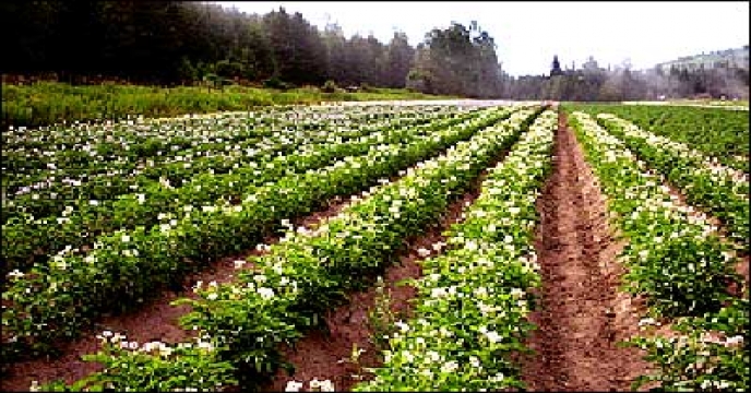 راهکار افزایش تولید و حفظ محیط زیست «کشاورزی اکولوژیک» است