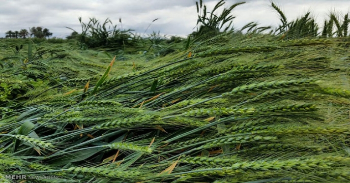 مبارزه با سن گندم در سطح مزارع گندم در خراسان شمالی ادامه دارد