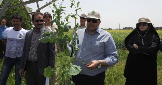 جلسه آموزشی و بازدید از مزارع الگویی گندم ، جو و کلزای استان البرز 