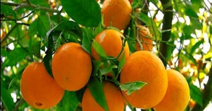  برداشت پرتقال در شهرستان رودان
