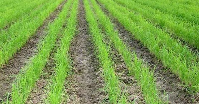 توزیع کود های کشاورزی و  کشت۲هزار و ۵۰۰هکتار شالی به روش خشکه کاری در گلستان