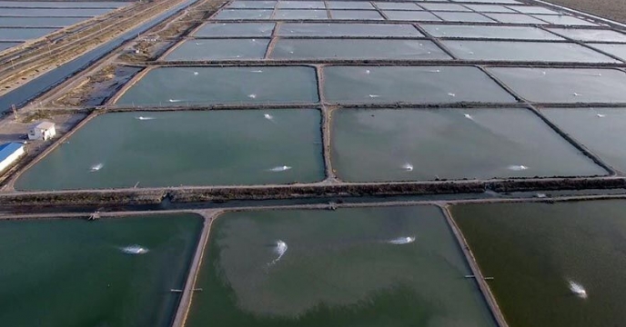 کود های اوره و سوپر فسفات تریپل جهت  مصارف مزارع آبندان پرورش ماهیان گرمابی و میگو توزیع شده است
