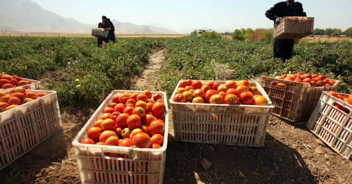  برداشت گوجه فرنگی در شهرستان میناب