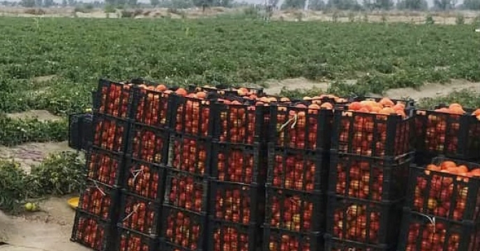 آغاز برداشت گوجه فرنگی در شهرستان جاسک