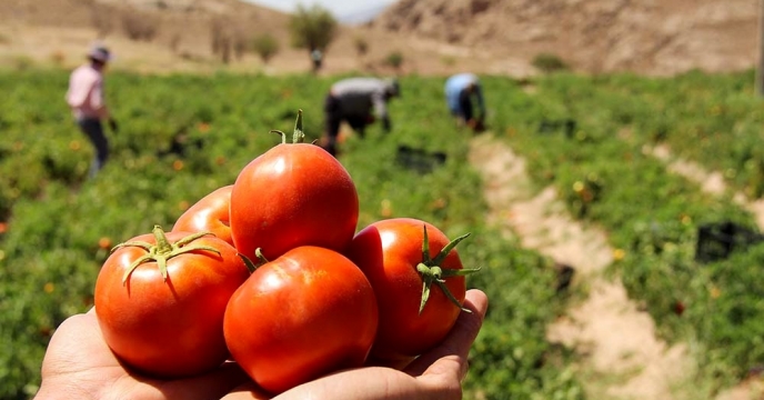  برداشت گوجه فرنگی در شهرستان بندرلنگه