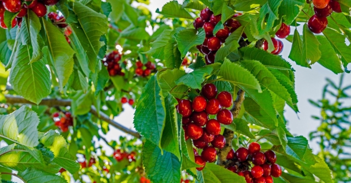 توزیع بیش از 166 تن کود کشاورزی در راستای ارتقای کیفیت محصول گیلاس توسط شرکت خدمات حمایتی کشاورزی استان قزوین