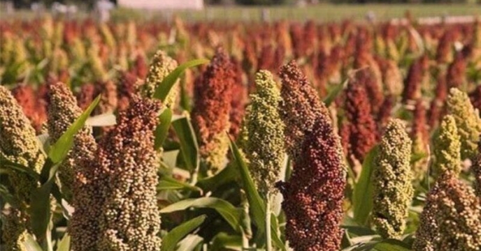 حمایت تغذیه‌ای از مزارع ارزن علوفه‌ای قم با توزیع ۸۰ تن کود یارانه‌ای