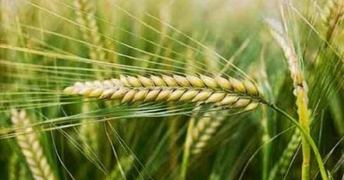 توزیع ۲۷۵۰ تن انواع کودهای یارانه‌ای بین جوکاران استان قم از ابتدای سالجاری تاکنون