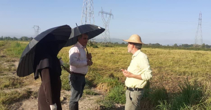 بازدید رئیس اداره بذر از زمین زراعی پیمانکار شرکت خدمات حمایتی کشاورزی استان گیلان