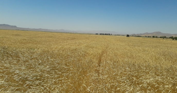 برداشت ۱۱ هزار تن گندم از دوهزار و ۵۰۰ هکتار مزارع دهاقان استان اصفهان