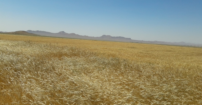 امسال سطح زیر کشت گندم آبی استان اصفهان حدود ۶۰ هزار و ۵۱۰ هکتار و گندم دیم ۱۸ هزار و ۲۷۰ بود
