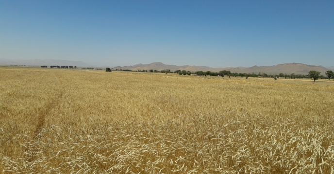 تاکنون ۲۰ هزارتن گندم از کشاورزان  استان اصفهان خریداری شده است.
