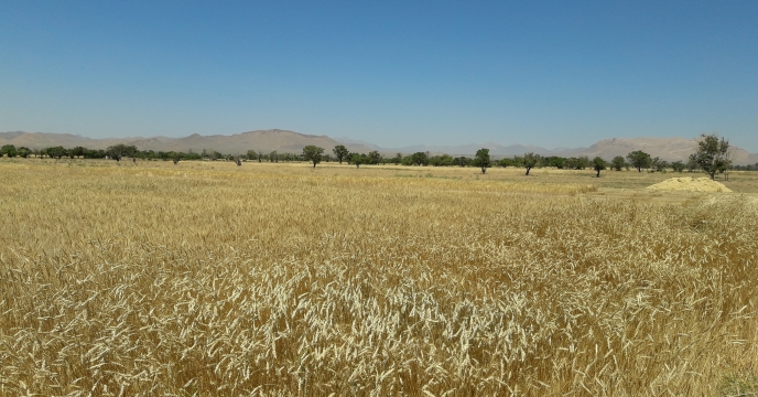 برداشت ۱۰ هزارو ۵۰۰ تن گندم از مزارع شهرستان شهرضا استان اصفهان