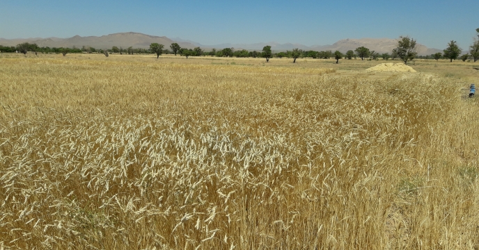 تولید بذر مهمترین مزیت بخش فناوری کشاورزی در اصفهان است