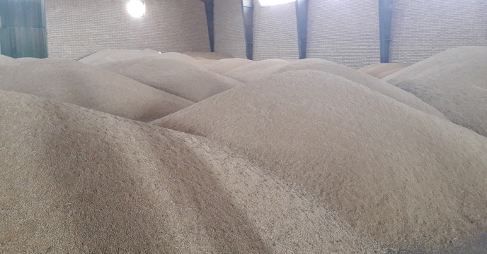 خرید بیش از ۳۵۰۰ تن گندم از کشاورزان شاهین شهر و میمه استان اصفهان
