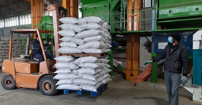 عملیات بوجاری 145 تن از بذرهای خام خریداری شده برنج( شلتوک) در گیلان