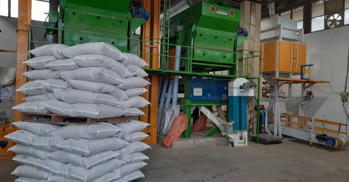 بوجاری 115تن از بذرهای خام خریداری شده برنج( شلتوک) 