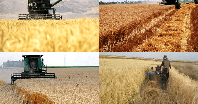 حمایت از جوکاران شهرستان البرز؛ 693 تن کود یارانه‌ای به منظور افزایش بهره‌وری توزیع شد