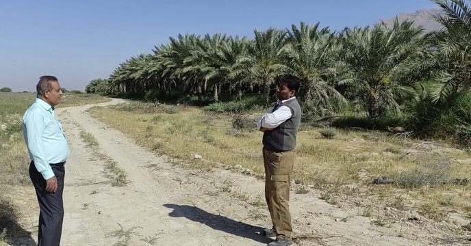 بازدید سرپرست شرکت خدمات حمایتی کشاورزی استان بوشهر از نخیلات نهالستان لاور خورموج