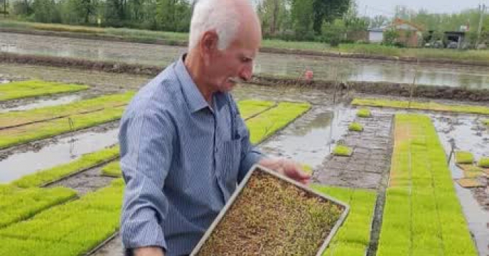 بازدید کارشناس تولید بذر از زمین زراعی پیمانکار شرکت خدمات حمایتی کشاورزی استان گیلان 