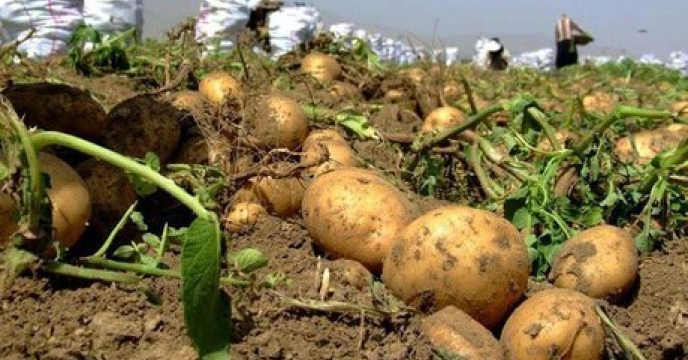 تأمین کود شیمیایی کشت پاییزه سیب زمینی در جنوب استان فارس 