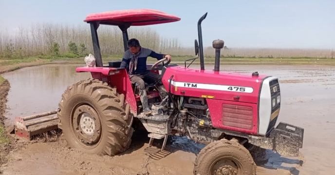 بازدید رئیس اداره بذر از اراضی پیمانکار تولید بذر شرکت خدمات حمایتی کشاورزی استان گیلان