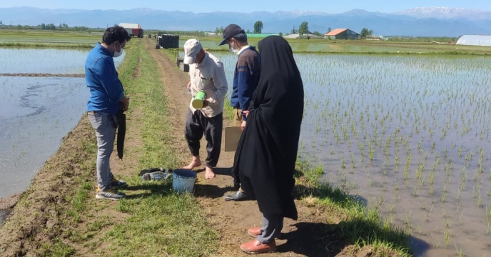 نظارت بر کود پاشی مزارع طرح تغذیه برنج