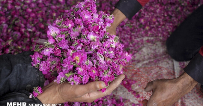 اختصاص یارانه برای تولید نهال گل محمدی