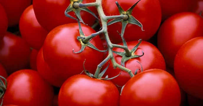 خرید حمایتی گوجه فرنگی در مرودشت  استان فارس از سر گرفته شد