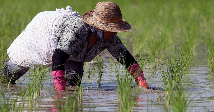 بازدید کارشناس بذر از زمین زراعی  پیمانکار بذر برنج