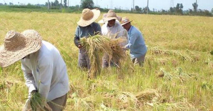 ۵۰ درصد خانوارهای استان ایلام از طریق کشاورزی امرار معاش می کنند